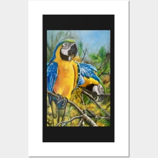 Blue and Gold Macaws #1 Posters and Art